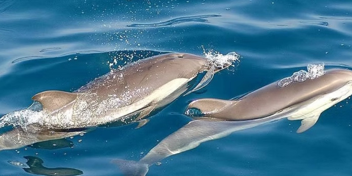 Découvrez la magie d’une sortie dauphin en Martinique pour un souvenir inoubliable