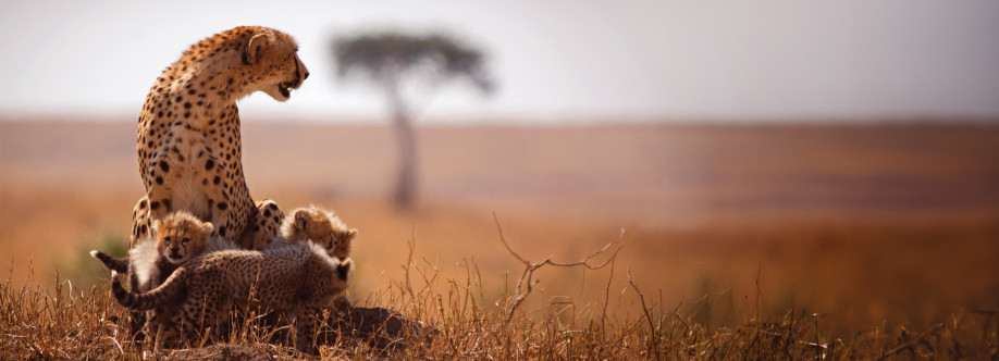 Cheetah Safaris Cover Image