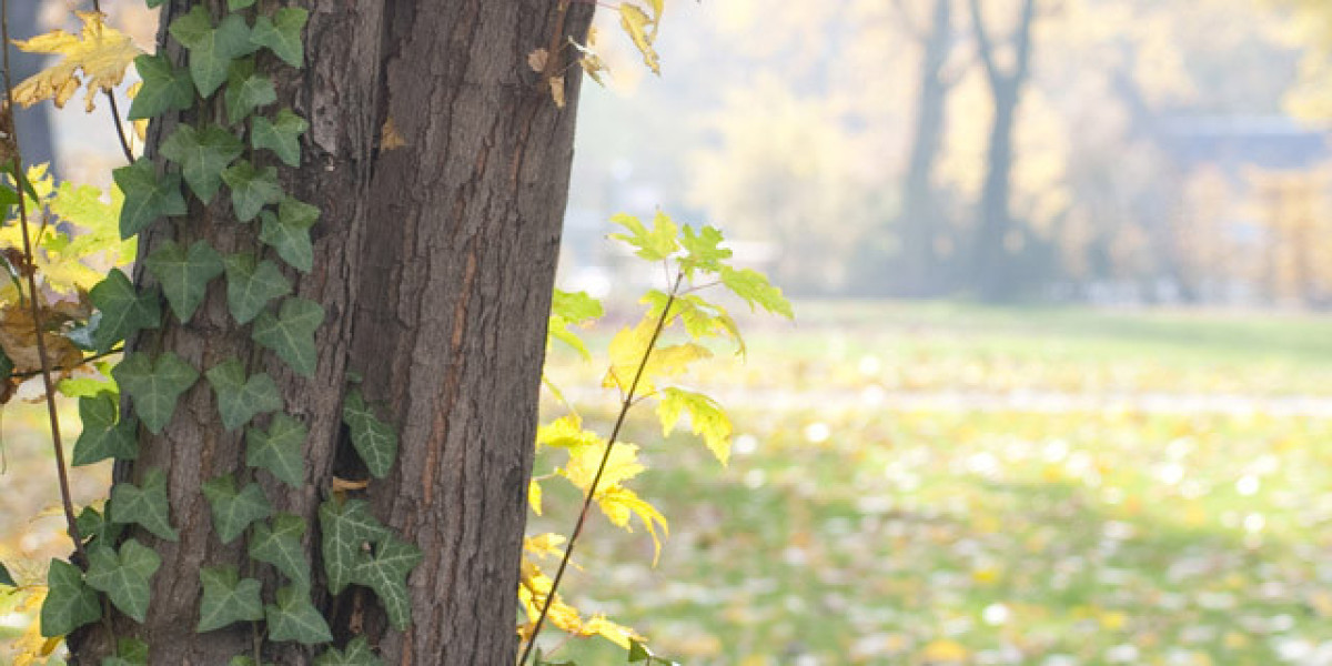 Skycrown Casino Exclusive Pokies & Quick Cashouts