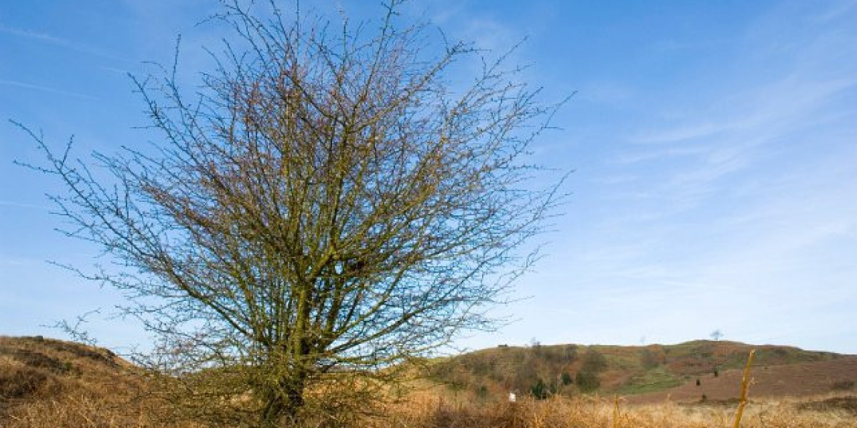 Star Sydney Casino NSW Pokies, table games and betting limits