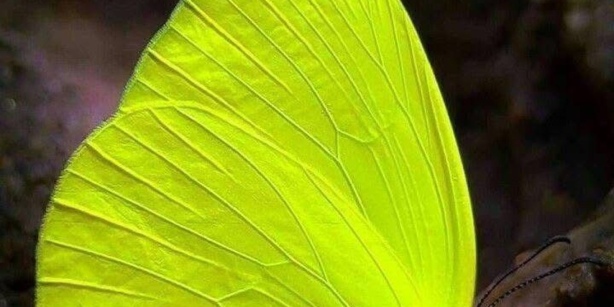 Single Disc Machine – The Ultimate Floor Cleaning and Polishing Solution