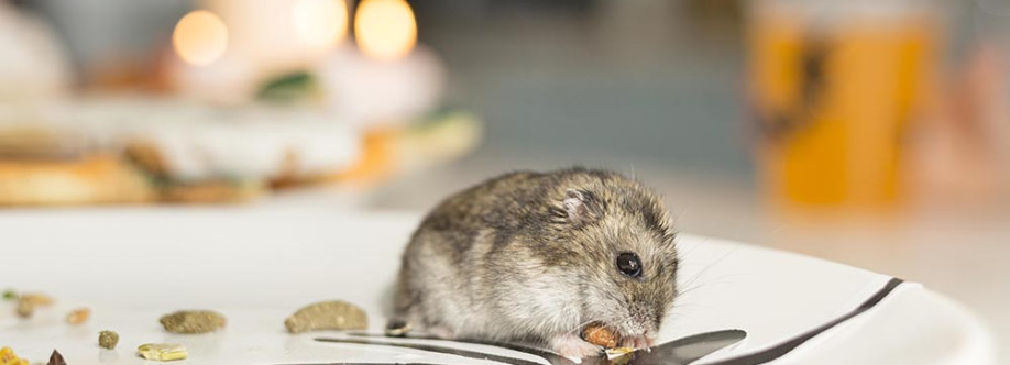 Rattic Pest Control Slough Berkshire Cover Image