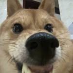 Yuhuanbeiye Profile Picture