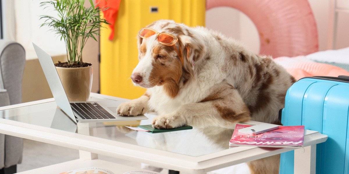 How to Bring Your Pet to Canada Without Stress