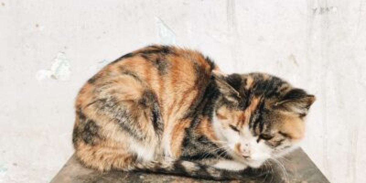 How to Choose the Right Antiseptic for Cats Safely