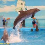 dolphin show phuket Profile Picture
