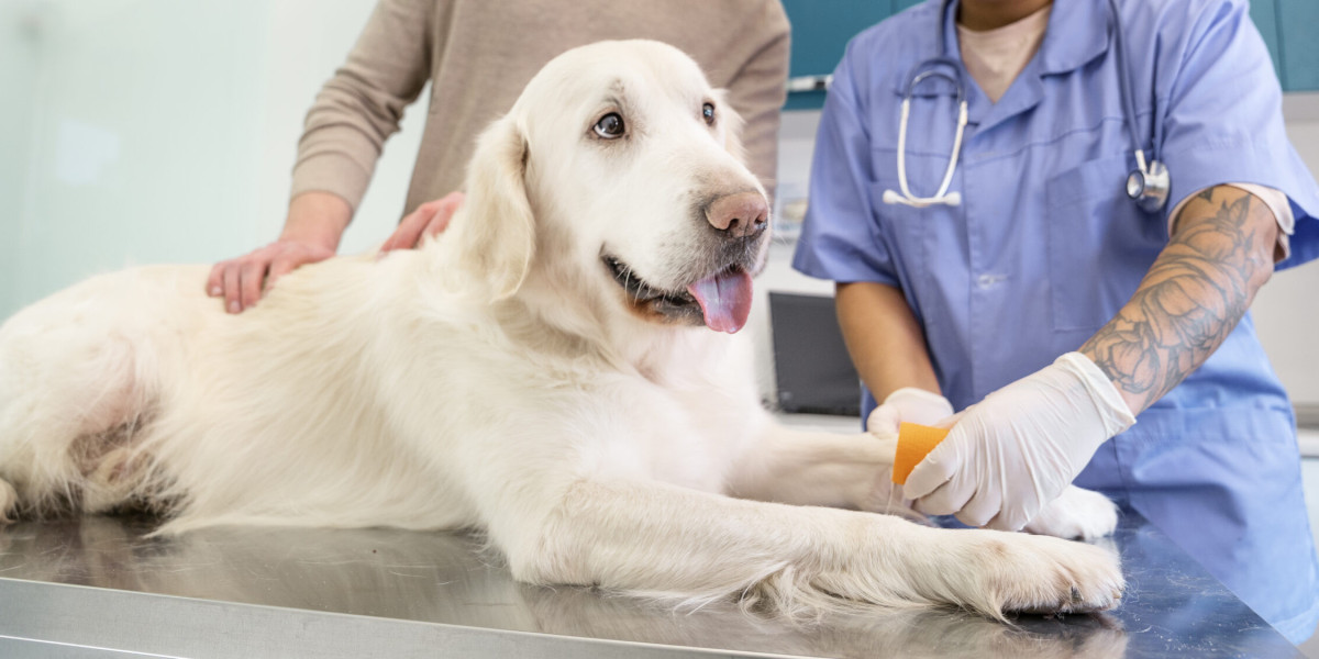 Best Treatment for Arthritis in Dogs: Managing Pain and Improving Mobility