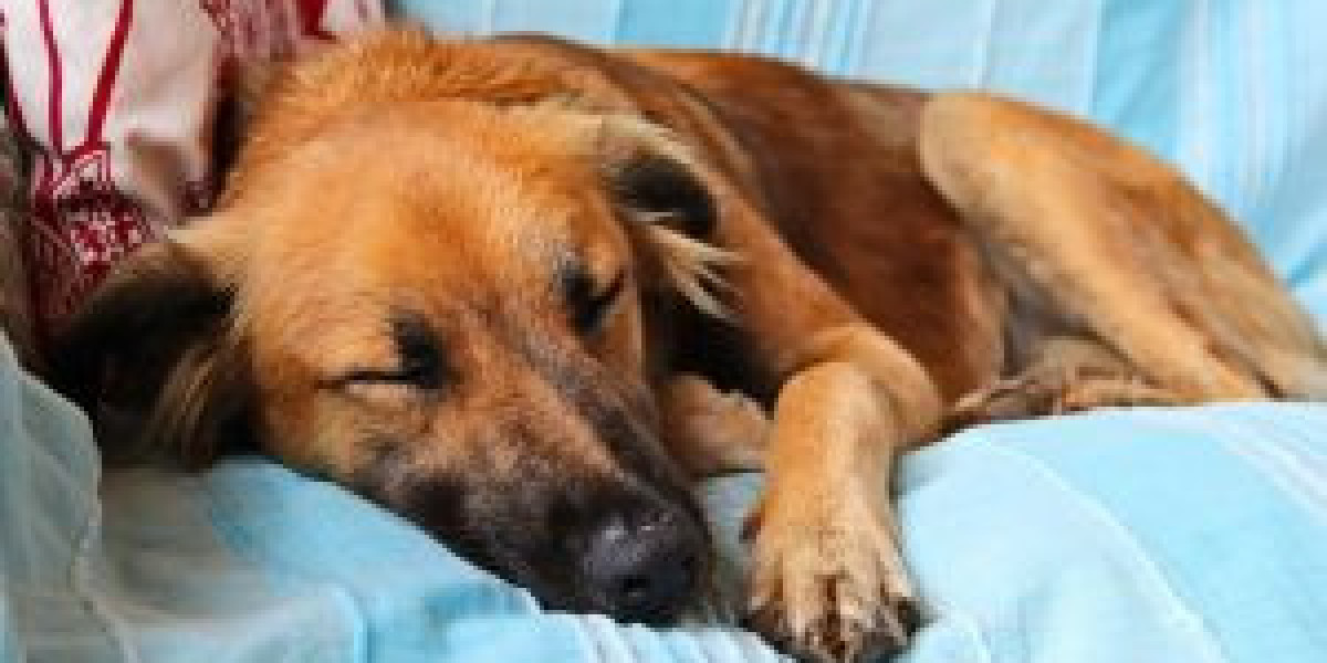 How At Home Euthanasia in Long Island Works for Dogs and Cats