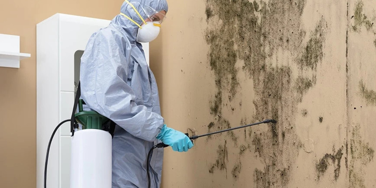 What to Look for in a Mold Removal Company for Long-Term Results