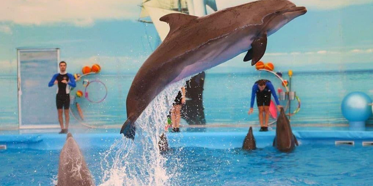 dolphin show phuket