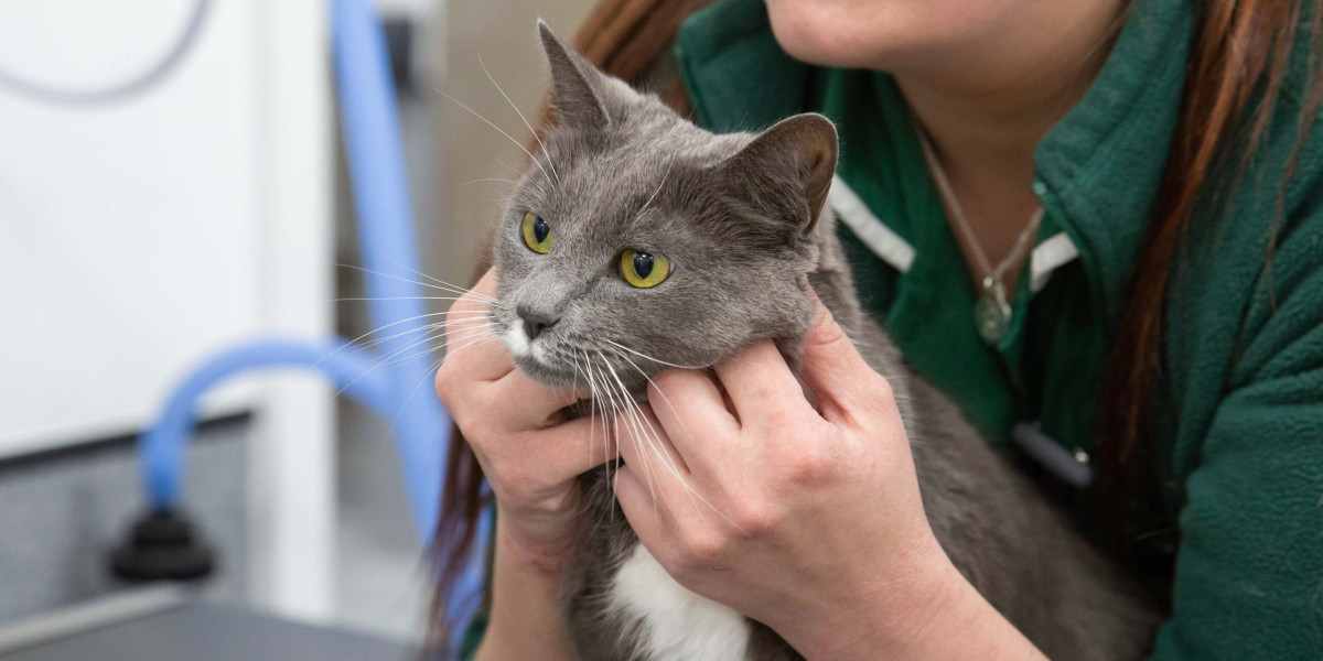 Cat Neutering Near Summit, NJ: Surgery, Recovery, and Benefits