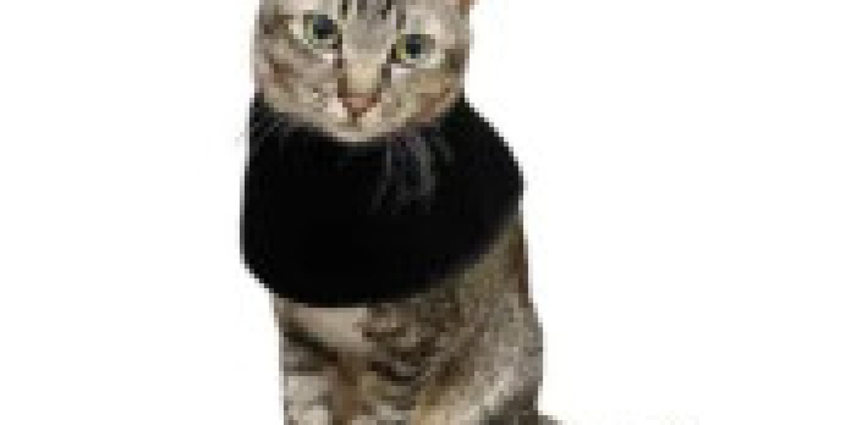Exploring Red Light Therapy for Cats: A Modern Approach to Pet Wellness