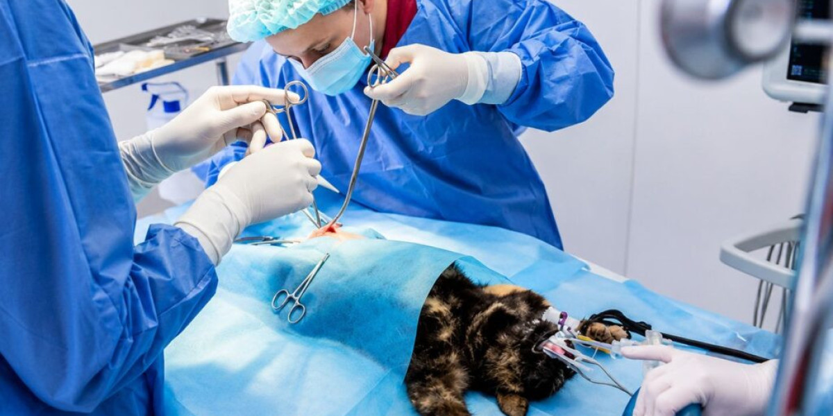 Finding Trusted Dog Surgery Near Me for Your Dog