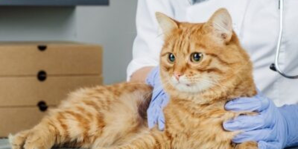 Why Your Choice of Tupelo Vet Matters for Your Pet Long Term