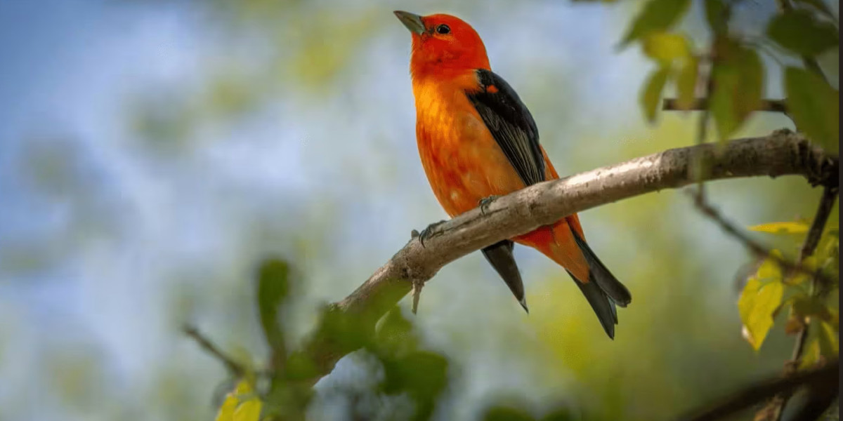 What Makes Patented Mist Netting an Effective Solution for Bird Removal?