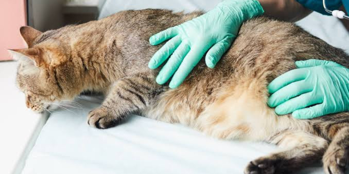 Understanding Cat Euthanasia: Signs, Process, and Support
